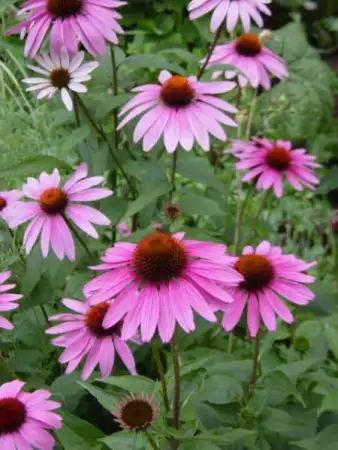 Ехинацея - красиво градинско цвете и полезна билка