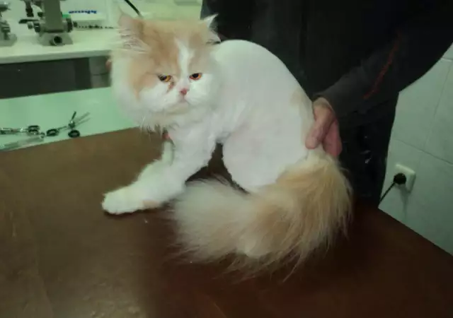 8. Снимка на Подстригване на персийски котки