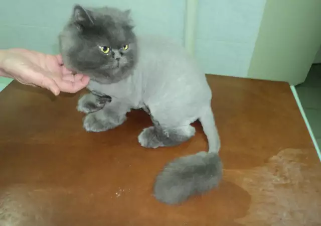 9. Снимка на Подстригване на персийски котки