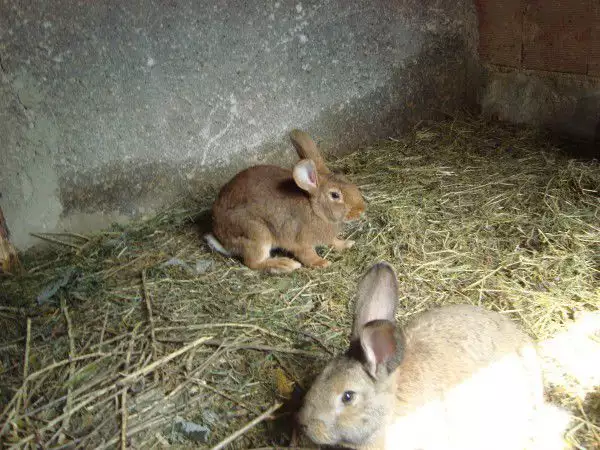 2. Снимка на Продавам зайци