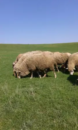 1. Снимка на продавам 48 овце