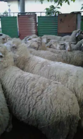 4. Снимка на продавам 48 овце