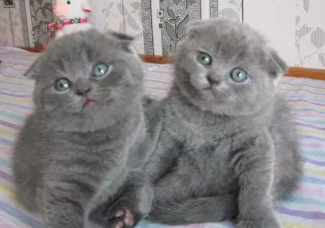 10. Снимка на Британски и Шотландски клепоухи котета