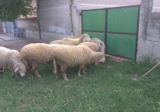 3. Снимка на Продавам овце