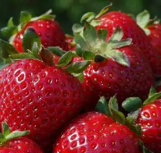 2. Снимка на ЗЕМЕДЕЛСКИ ПРОИЗВОДИТЕЛ - продава български сортове ягоди 2015