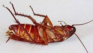 1. Снимка на Пръскане срещу хлебарки