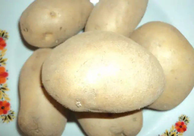1. Снимка на Самоковски картофи, сорт Агрия