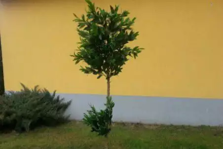 1. Снимка на Маслиново дръвче, височина 1.80см
