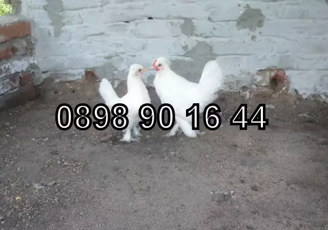 Продавам малки пилета джинки и пилета от обикновенна кокошка