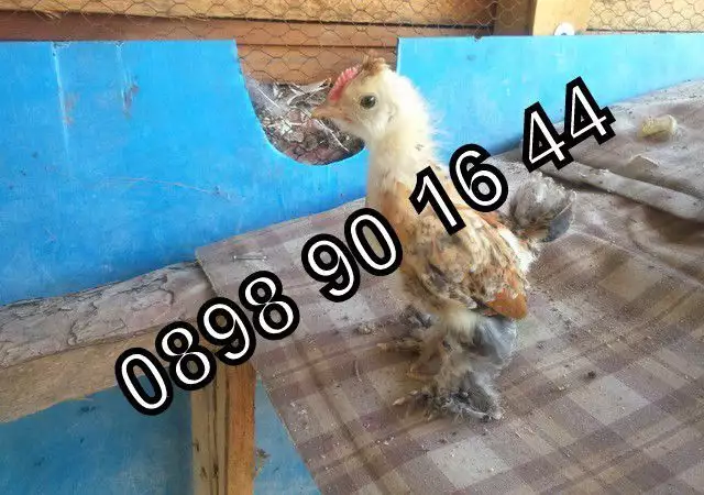 Продавам малки пилета джинки и пилета от обикновенна кокошка