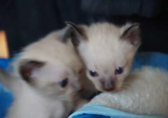 1. Снимка на Продавам сиамски котета, родени на 02.05.2018