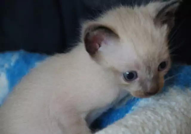 3. Снимка на Продавам сиамски котета, родени на 02.05.2018