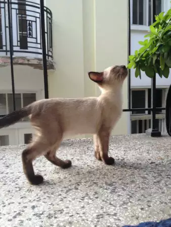 7. Снимка на Продавам сиамски котета, родени на 02.05.2018
