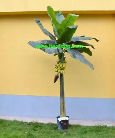 1. Снимка на Изкуствена бананова палма с плодове