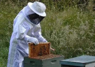2. Снимка на Продавам пчелен мед