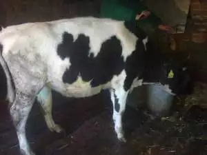 3. Снимка на Продавам крави и юници