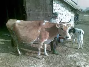 4. Снимка на Продавам крави и юници