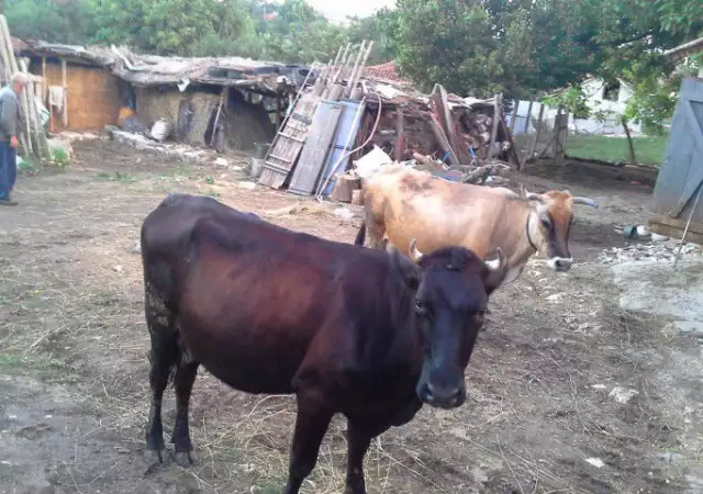 1. Снимка на Продавам две крави и една юница