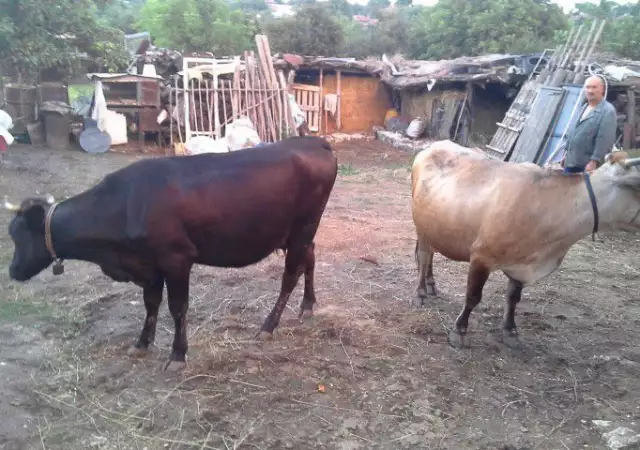 4. Снимка на Продавам две крави и една юница