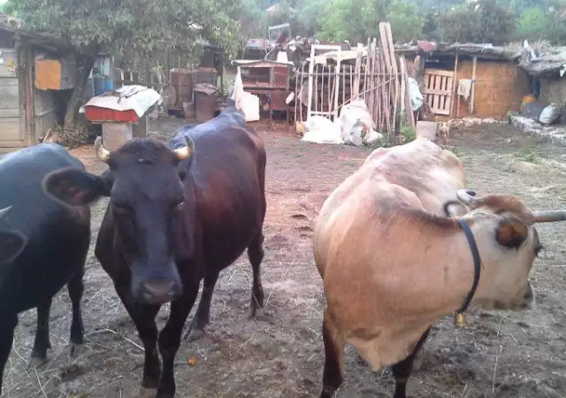 6. Снимка на Продавам две крави и една юница