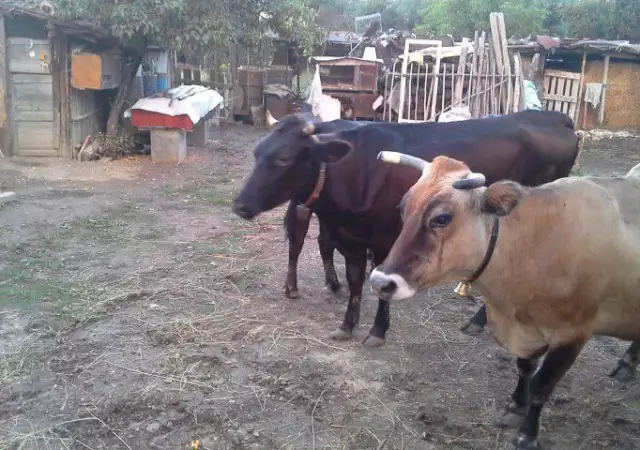 7. Снимка на Продавам две крави и една юница