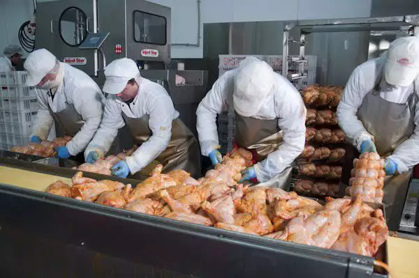2. Снимка на Предлагам работа в завод за преработка на пилета в чехия. .