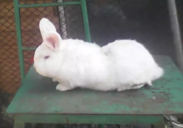 5. Снимка на Продавам зайци
