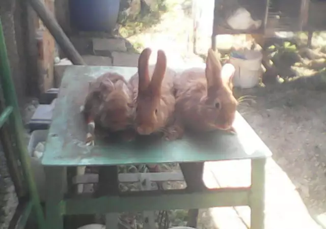 9. Снимка на Продавам зайци
