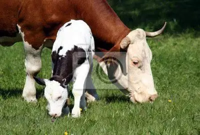 Заплодена крава на 5 месеца, сукалче и 4 месечно