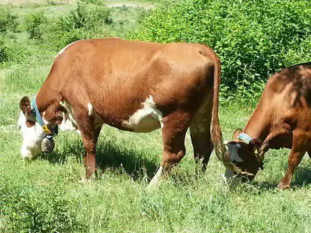 3. Снимка на Продавам крави