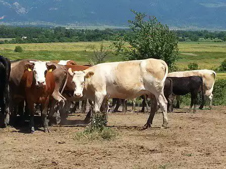 6. Снимка на Продавам крави