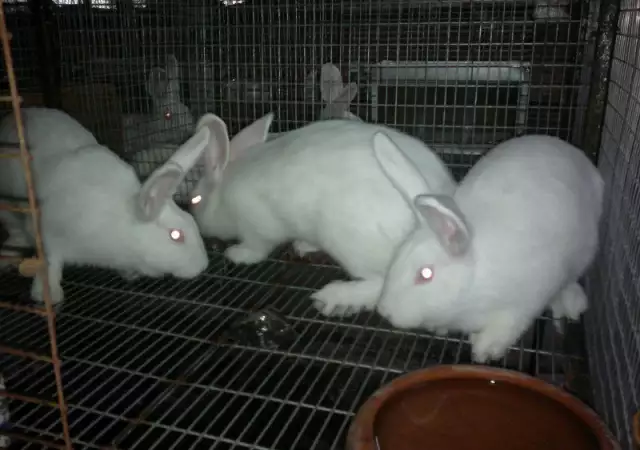 1. Снимка на Продавам Новозеландски зайци за разплод