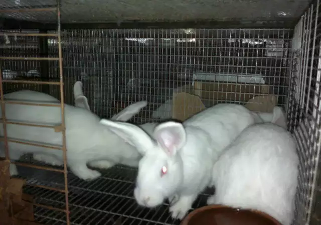 2. Снимка на Продавам Новозеландски зайци за разплод