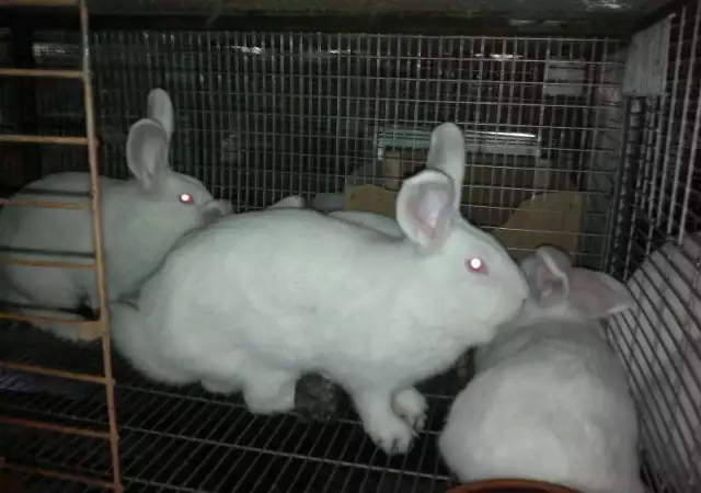 3. Снимка на Продавам Новозеландски зайци за разплод