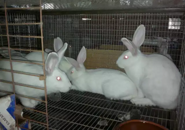 4. Снимка на Продавам Новозеландски зайци за разплод