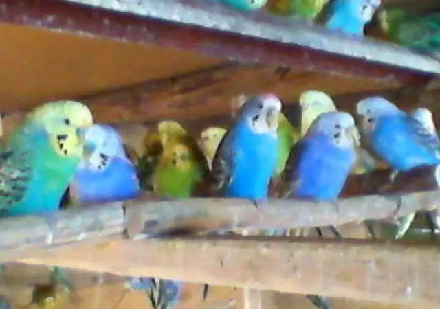 1. Снимка на Продавам вълнисти папагали