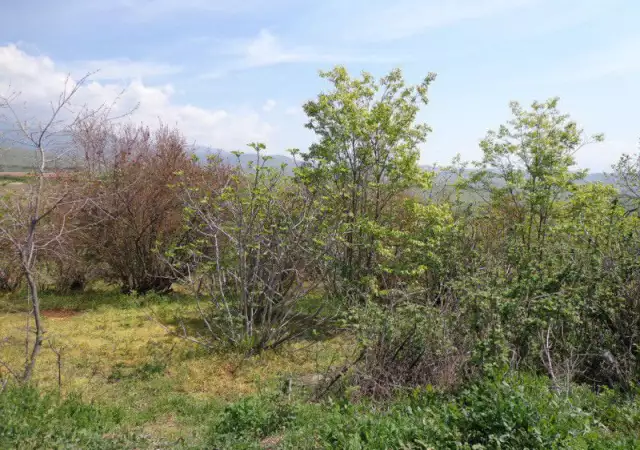 2. Снимка на Панорамен парцел с плодни дръвчета в с. Джигурово