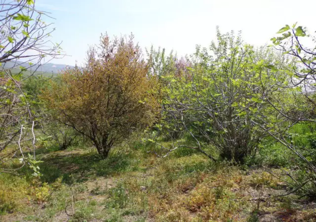 3. Снимка на Панорамен парцел с плодни дръвчета в с. Джигурово