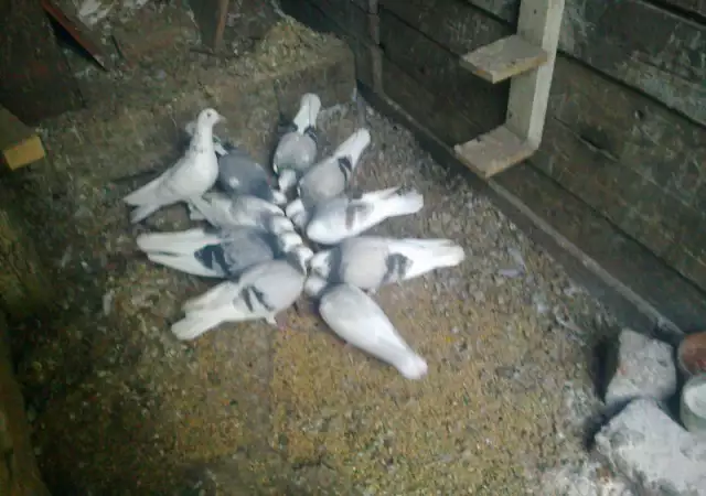 2. Снимка на продавам гълъби