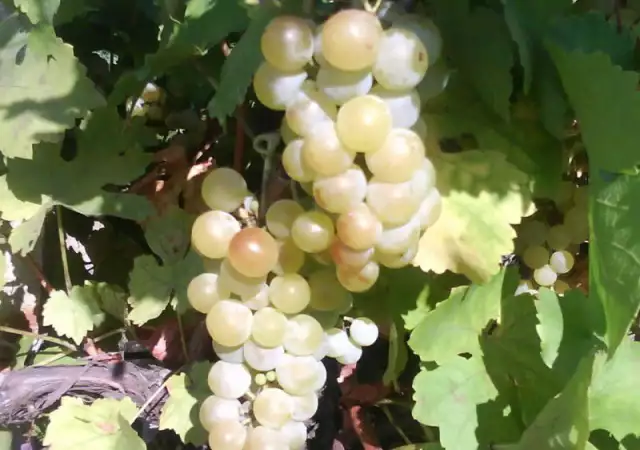 2. Снимка на Продавам грозде от сорта Мускат отонел