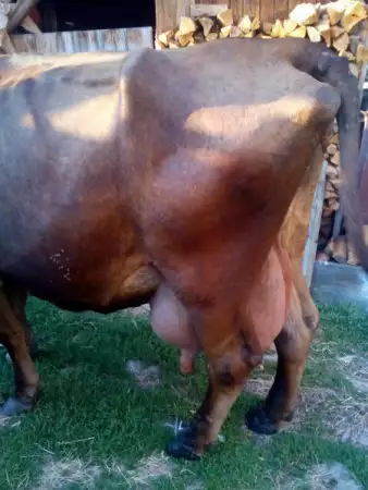 2. Снимка на продавам крава отелена преди месец с 30 литра мляко