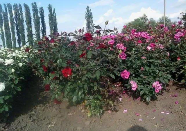 2. Снимка на Овощен посадъчен материал, рози гол корен, туя