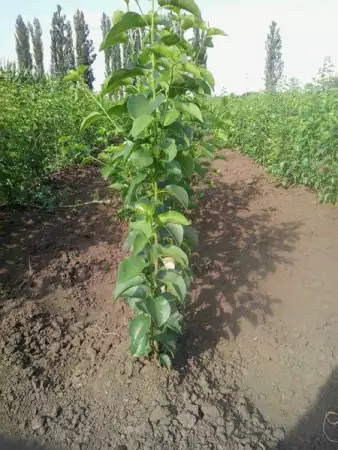 3. Снимка на Овощен посадъчен материал, рози гол корен, туя