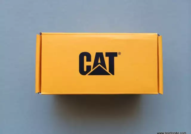 CAT B100 cat