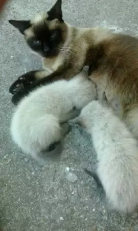 Чистокръвни сиамски котки
