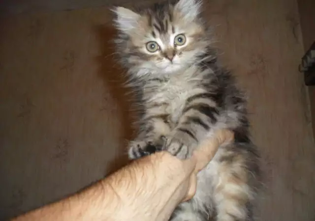 1. Снимка на персиики малки котета