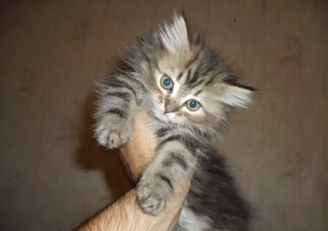 3. Снимка на персиики малки котета