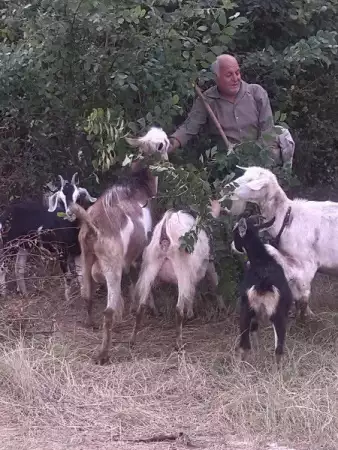 5. Снимка на продавам стадо кози