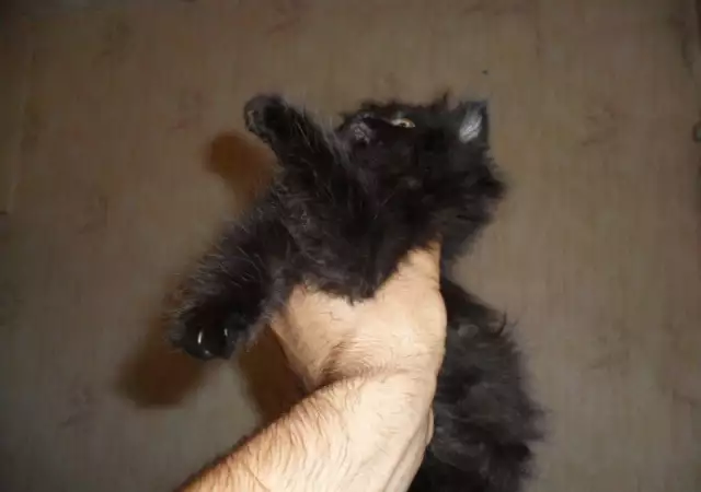 2. Снимка на персиики малки котета