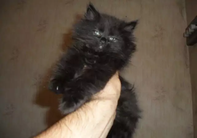 4. Снимка на персиики малки котета